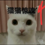 猫猫惊魂4破解版